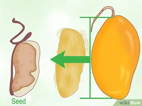 Image titled Grow a Mango Tree Step 6