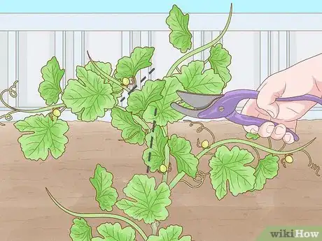 Image titled Prune Grape Vines Step 1