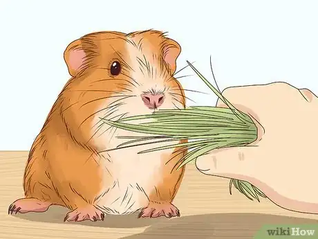 Image titled Tame Your Guinea Pig Step 4