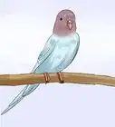 Trim a Bird's Beak