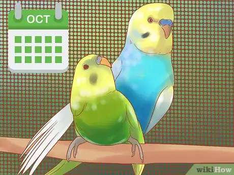 Image titled Breed Budgies Step 20
