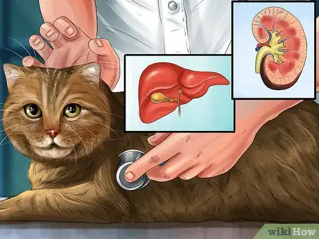 Image titled Give Amlodipine Besylate to Cats with High Blood Pressure Step 2