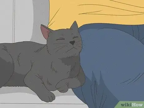 Image titled Why Do Cats Rub Against You Step 5