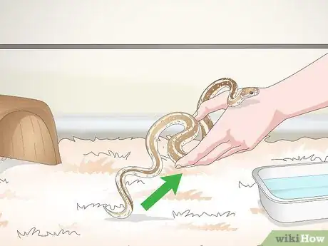 Image titled Take Care of a Garter Snake Step 13