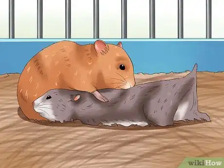 Image titled Get Hamsters to Stop Fighting Step 5