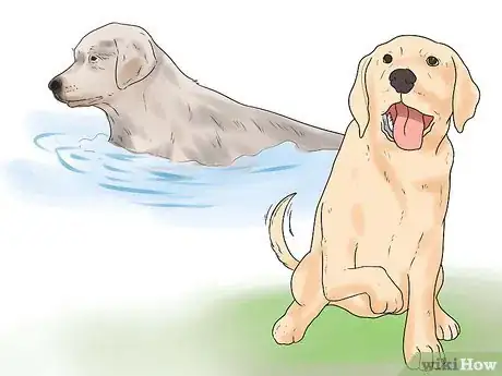Image titled Learn Breeds of Dogs Step 6
