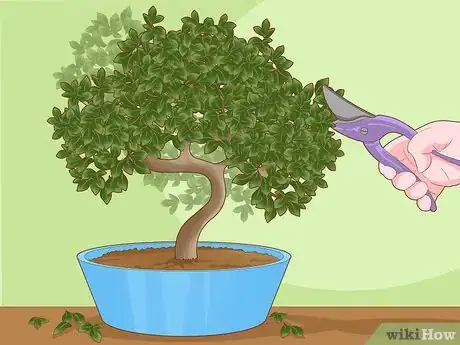 Image titled Revive a Bonsai Tree Step 10