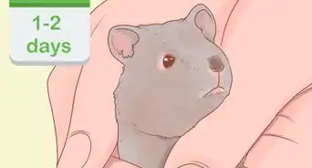 Pick up a Hamster for the First Time