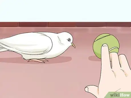 Image titled Keep Doves Entertained Step 2