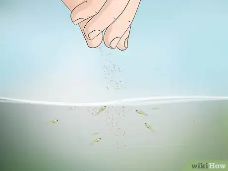Image titled Tell if Your Fish Is Having Babies Step 14