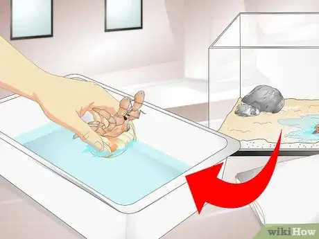 Image titled Tell if a Hermit Crab is Sick Step 12