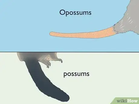 Image titled Possum vs Opossum Step 4