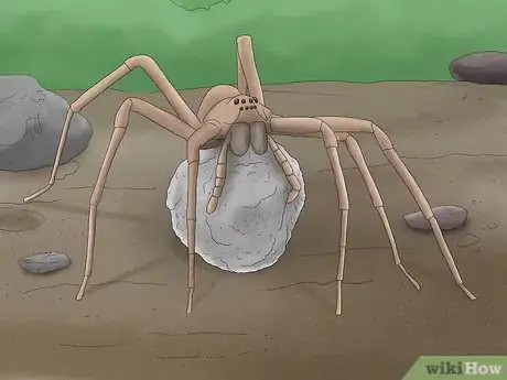Image titled Identify a Nursery Web Spider Step 5