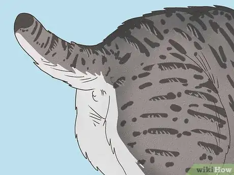 Image titled Tell if Your Cat Is Mixed with Bobcat Step 9