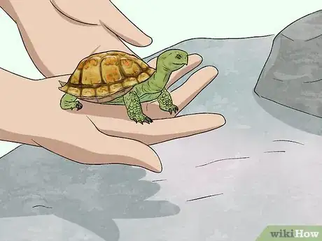 Image titled Care for Your Box Turtle Step 15