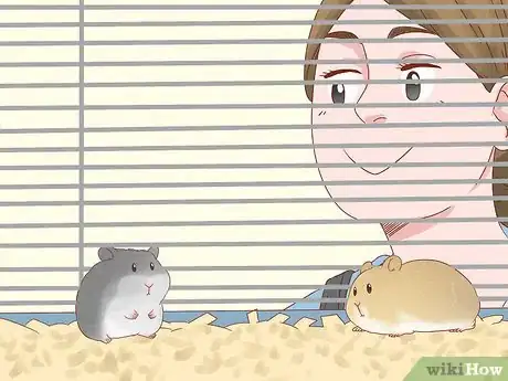 Image titled Safely Keep Multiple Hamsters Step 6
