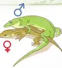 Determine the Sex of a Green Anole