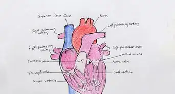 Draw the Internal Structure of the Heart