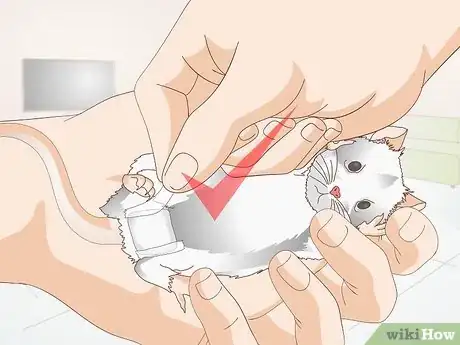 Image titled Treat Mice With Penile Prolapse Step 14