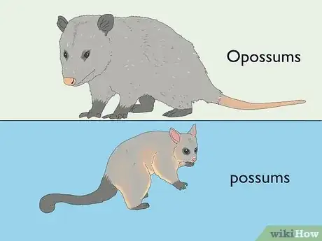 Image titled Possum vs Opossum Step 1