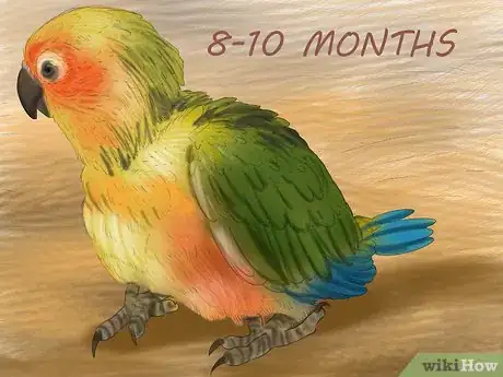 Image titled Care for a Conure Step 25