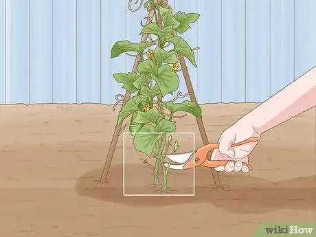 Image titled Prune Cucumber Plants Step 11