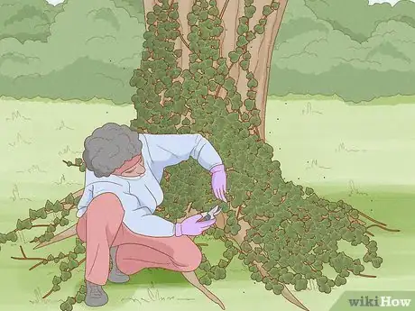 Image titled Remove an Ivy Plant Step 10