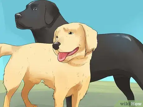 Image titled Train Your Dog to Hunt Step 1