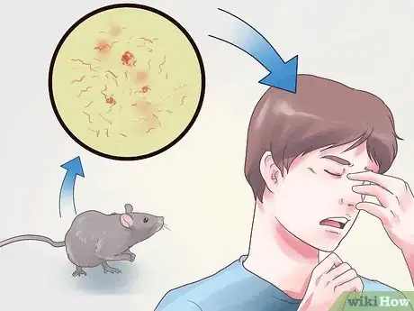 Image titled Prevent Rat Bite Fever Step 17