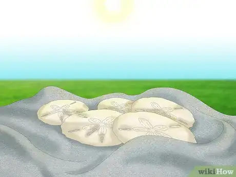 Image titled Clean and Preserve Sand Dollars Step 7