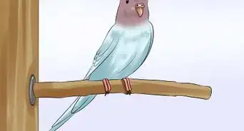 Trim a Bird's Beak