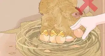 Hatch Chicken Eggs