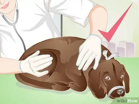 Image titled Apply a Gauze Muzzle to a Dog Step 17