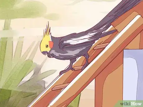 Image titled Tame a Cockatiel Step 13