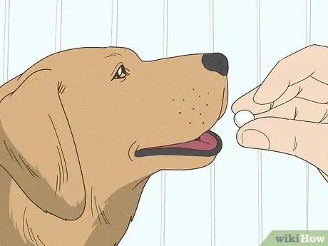 Image titled Comfort Dog with Pancreatitis Step 2