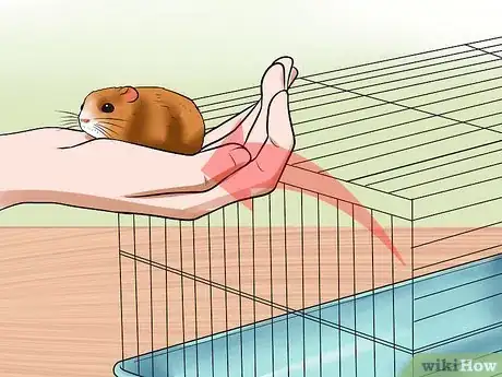 Image titled Learn When to Separate Hamsters Step 17
