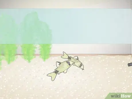 Image titled Breed Corydoras Fish Step 10