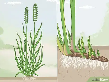 Image titled Identify Sweetgrass Step 1