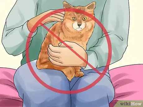 Image titled Identify a Somali Cat Step 8