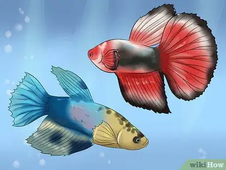 Image titled Identify Different Betta Fish Step 7