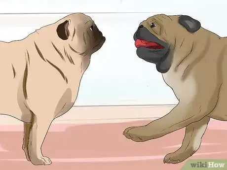 Image titled Breed Pugs Step 15