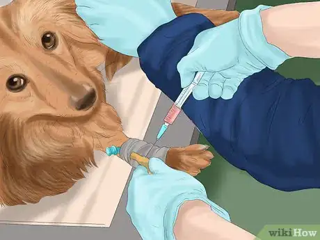 Image titled Detect Pregnancy in Your Female Dog Step 14