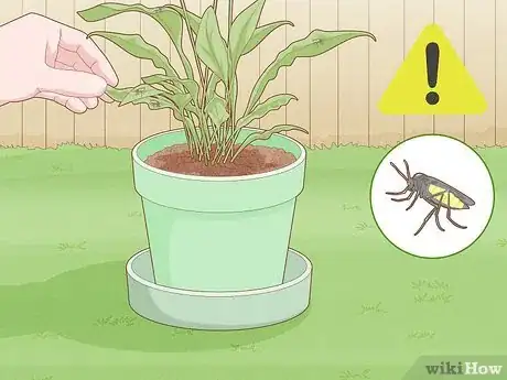 Image titled Get Rid of Gnats in Houseplants Step 13