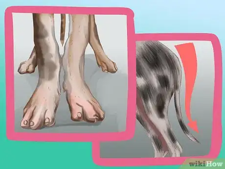 Image titled Identify a Great Dane Step 5