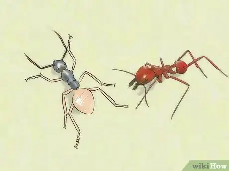 Image titled Identify Ants Step 16
