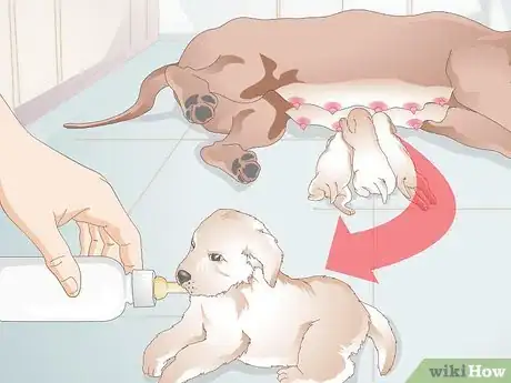 Image titled Feed Newborn Puppies Step 11