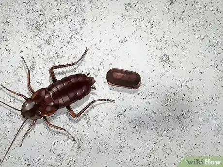 Image titled Identify a Cockroach Step 21