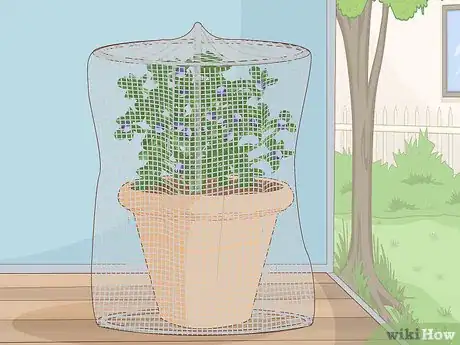 Image titled Grow Blueberries in a Pot Step 12