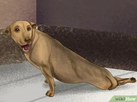 Image titled Know if Your Senior Dog Is in Pain Step 10