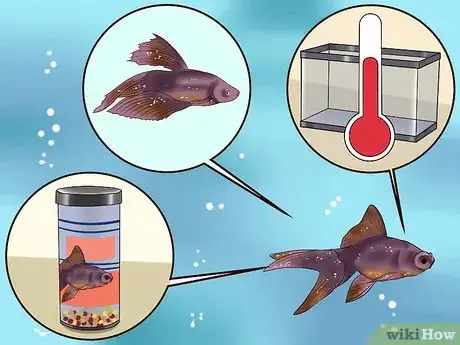Image titled Treat Tropical Fish With White Spot Disease (ich) Step 2
